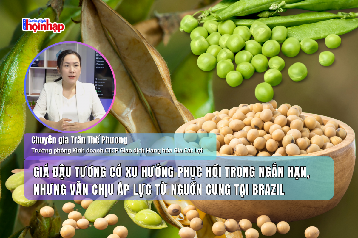 Giá đậu tương có xu hướng phục hồi trong ngắn hạn, nhưng vẫn chịu áp lực từ nguồn cung tại Brazil