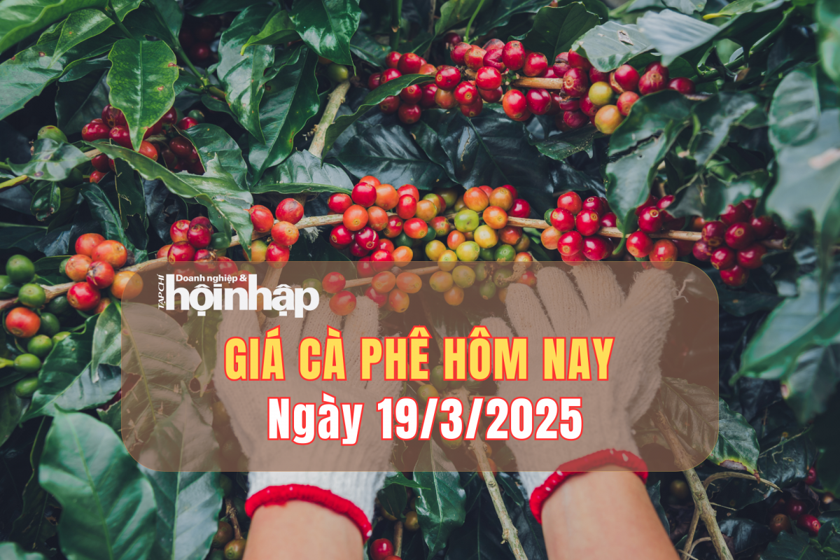 Giá cà phê hôm nay 19/3: Cà phê trong nước tăng 1.000 – 1.700 đồng/kg