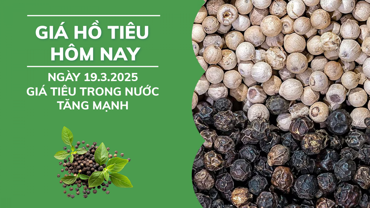 Giá hồ tiêu hôm nay 19/3: Giá tiêu trong nước tăng mạnh