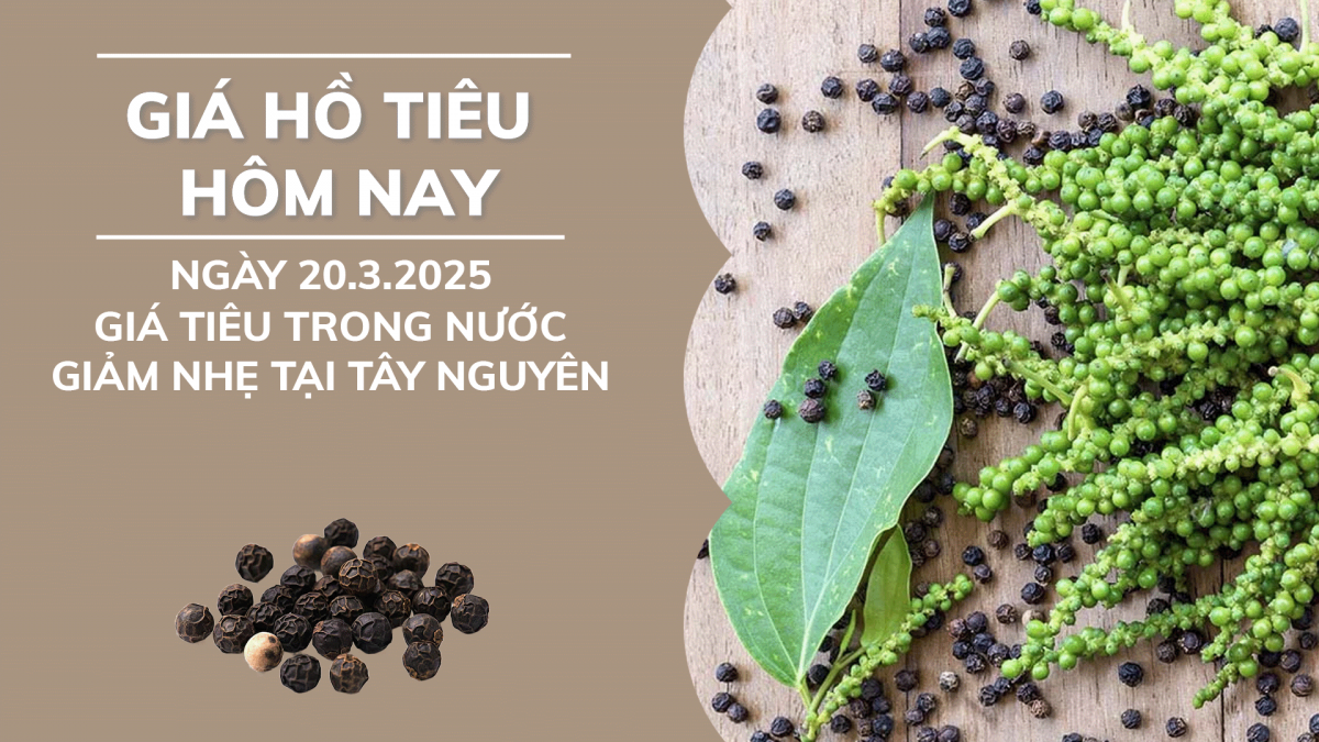 Giá hồ tiêu hôm nay 20/3: Giá tiêu trong nước giảm nhẹ tại khu vực Tây Nguyên