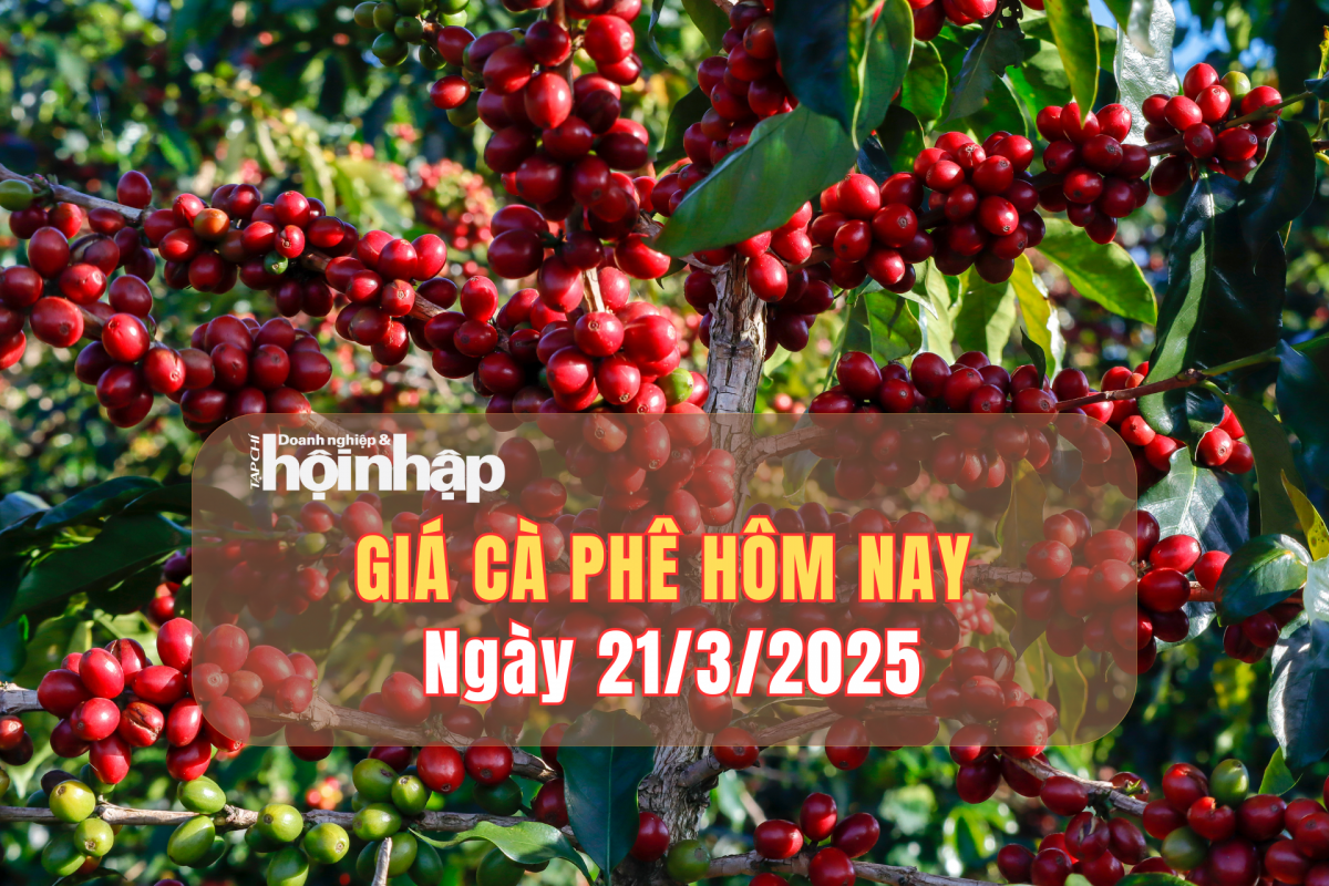 Giá cà phê hôm nay 21/3: Cà phê trong nước tăng 800 - 1.800 đồng/kg