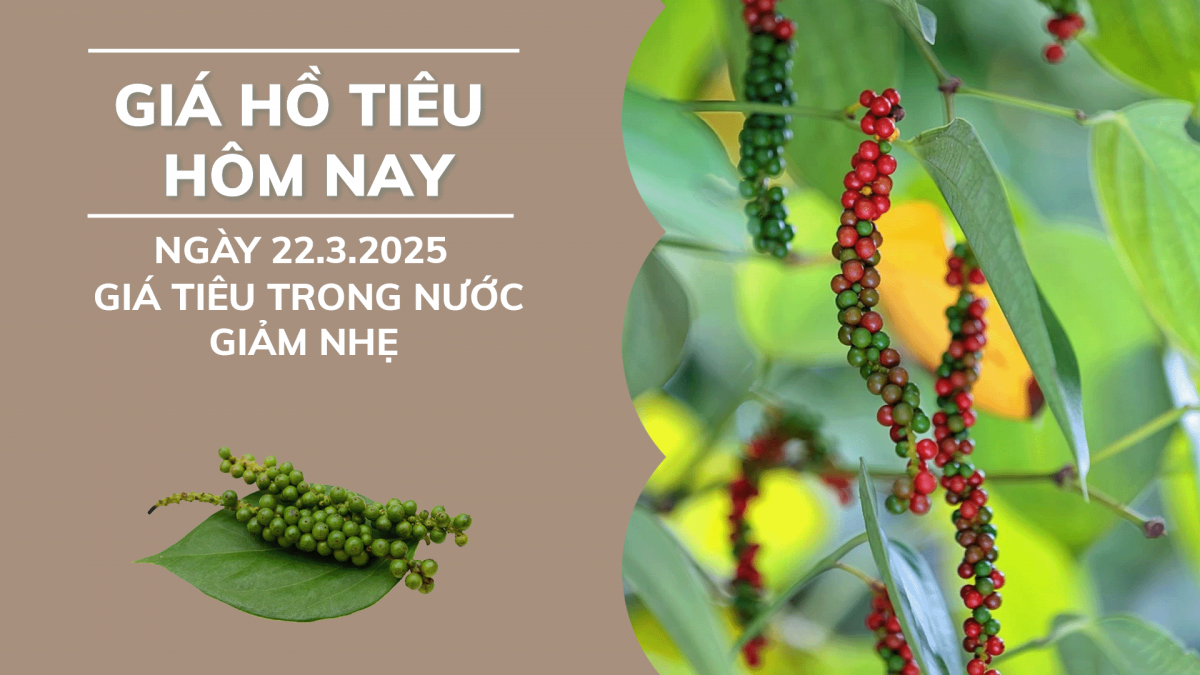 Giá hồ tiêu hôm nay 22/3: Giá tiêu trong nước giảm nhẹ