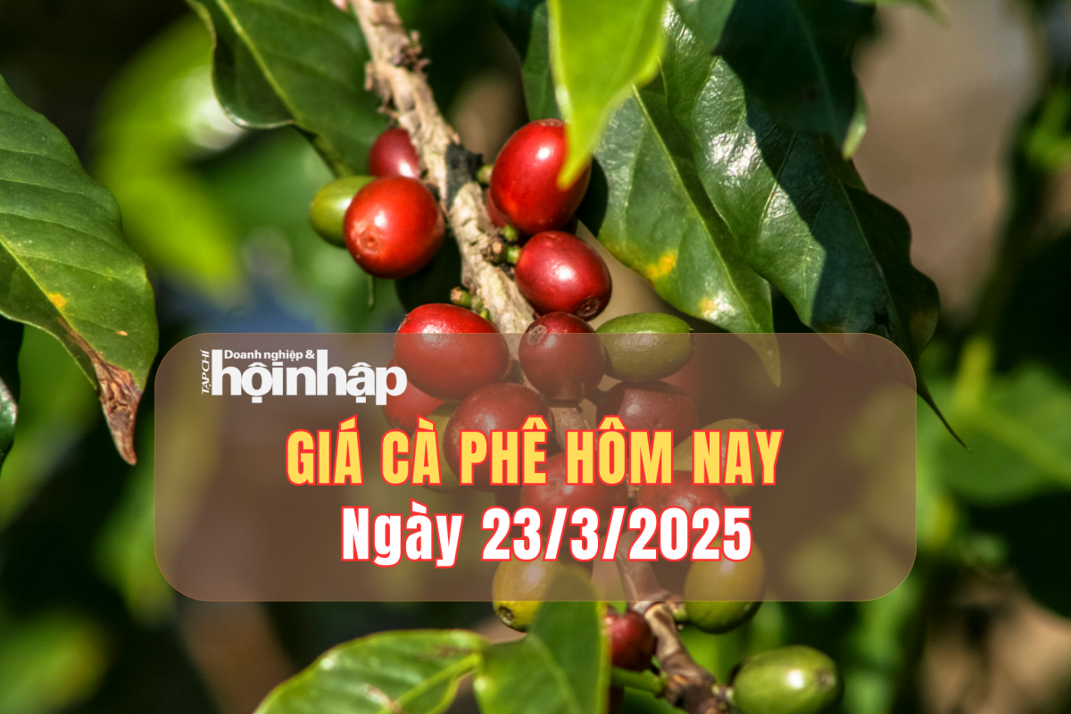 Giá cà phê hôm nay 23/3: Cà phê trong nước tăng từ 400 - 500 đồng/kg