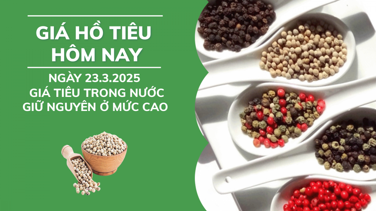 Giá hồ tiêu hôm nay 23/3: Giá tiêu trong nước giữ nguyên ở mức cao