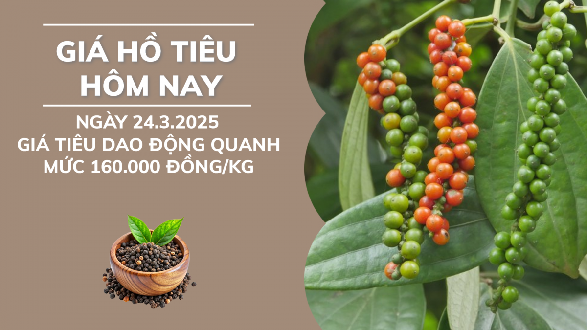 Giá hồ tiêu hôm nay 24/3: Giá tiêu dao động quanh mức 160.000 đồng/kg