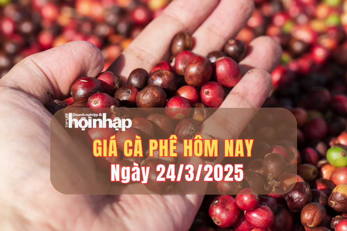 Giá cà phê hôm nay 24/3: Cà phê trong nước tuần qua tăng từ 1.900 - 2.900 đồng/kg