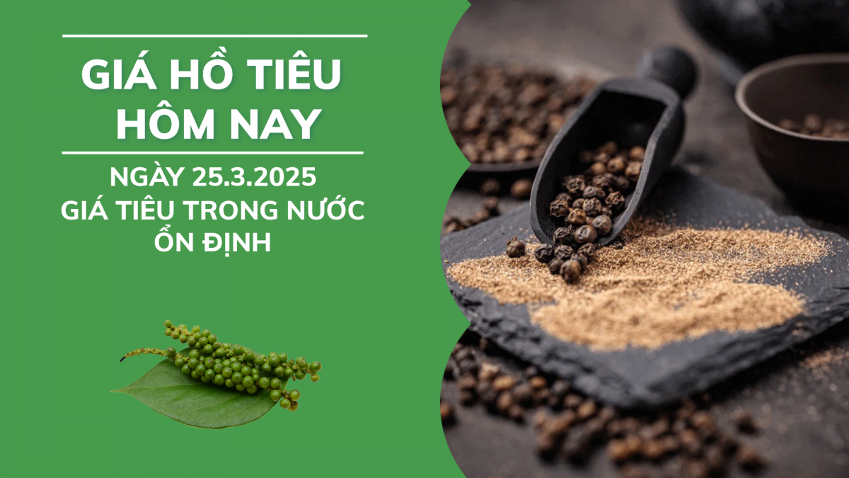 Giá hồ tiêu hôm nay 25/3: Giá tiêu trong nước ổn định