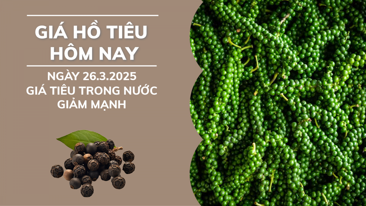 Giá hồ tiêu hôm nay 26/3: Giá tiêu trong nước đồng loạt giảm mạnh