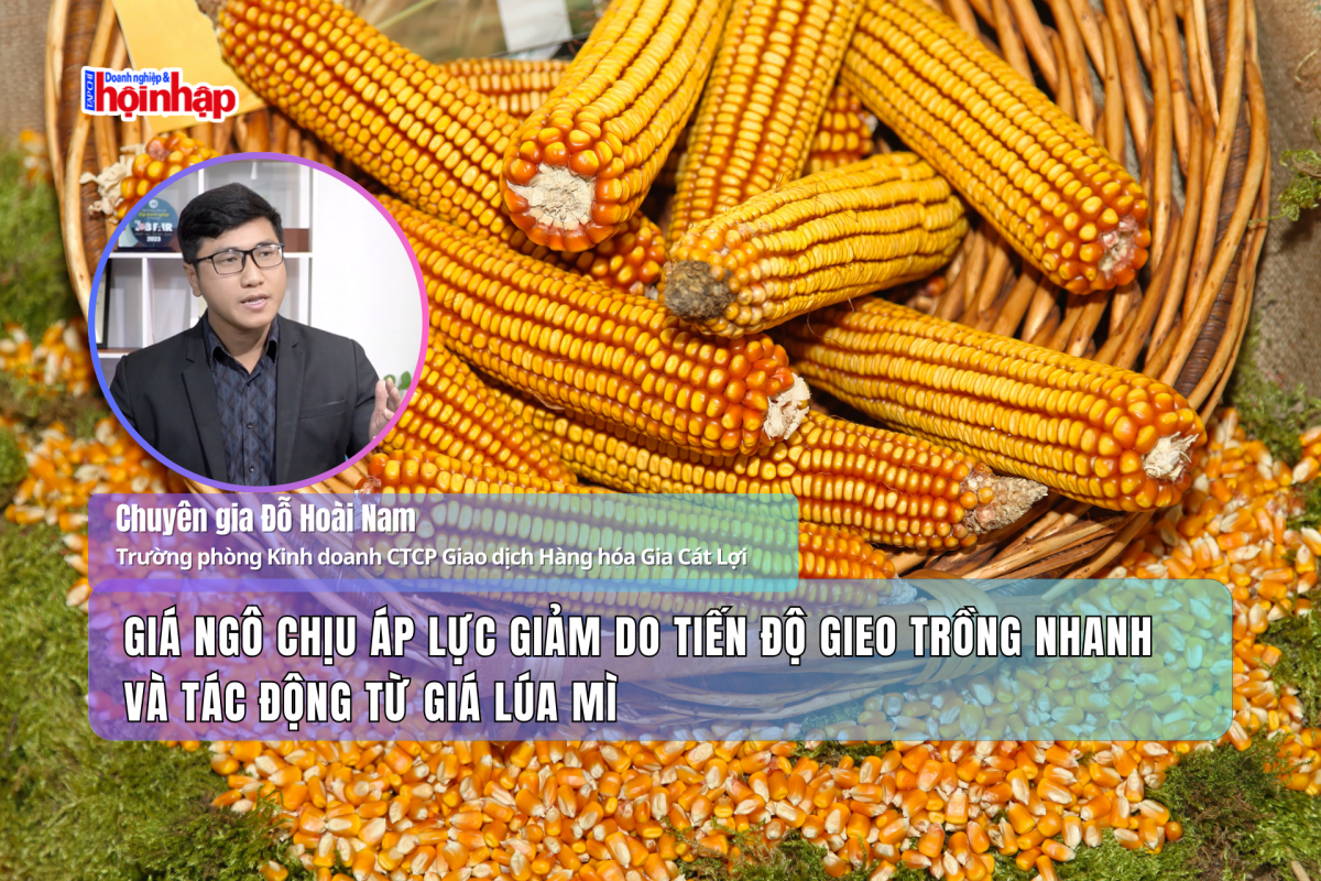 Giá ngô chịu áp lực giảm do tiến độ gieo trồng nhanh và tác động từ giá lúa mì