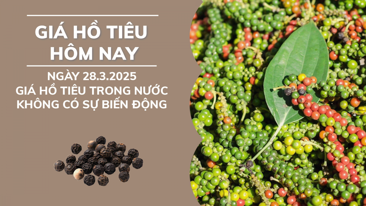 Giá hồ tiêu hôm nay 28/3: Giá tiêu trong nước không có sự biến động