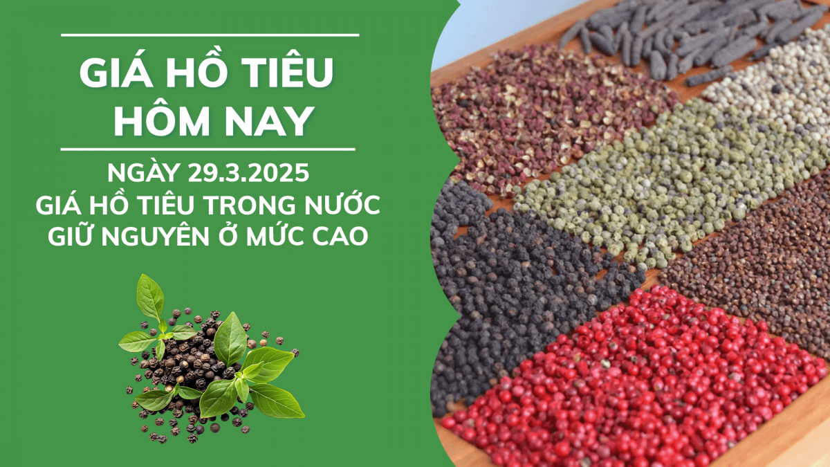 Giá hồ tiêu hôm nay 29/3: Giá tiêu trong nước trong nước giữ nguyên ở mức cao