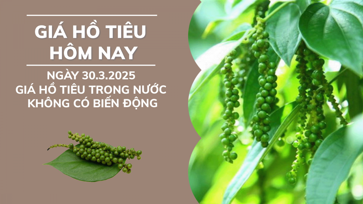 Giá hồ tiêu hôm nay 30/3: Giá tiêu trong nước không có biến động