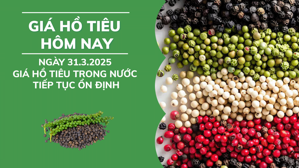 Giá hồ tiêu hôm nay 31/3: Giá tiêu trong nước tiếp tục ổn định