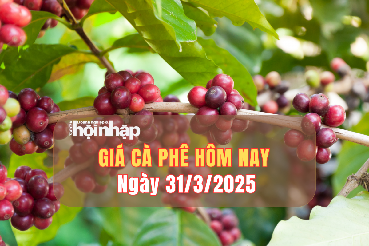 Giá cà phê hôm nay 31/3: Cà phê trong nước giảm tuần từ 1.600 - 1.700 đồng/kg