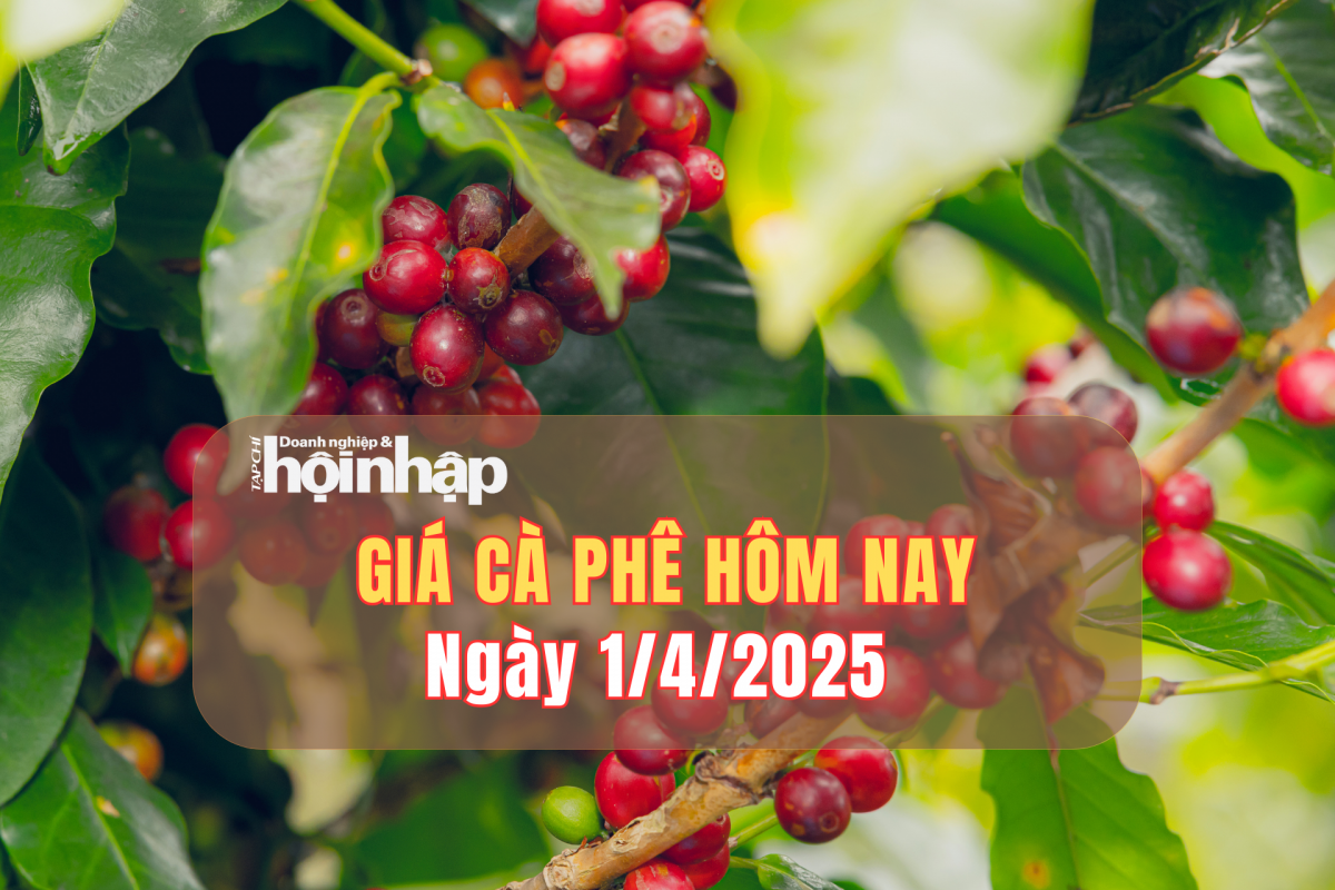 Giá cà phê hôm nay 1/4: Giá cà phê trong nước tăng từ 600 - 800 đồng/kg