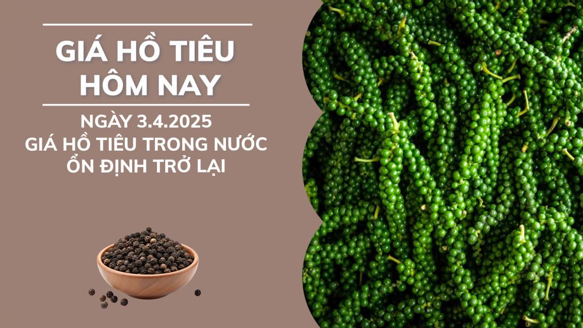 Giá hồ tiêu hôm nay 3/4: Giá tiêu trong nước ổn định trở lại