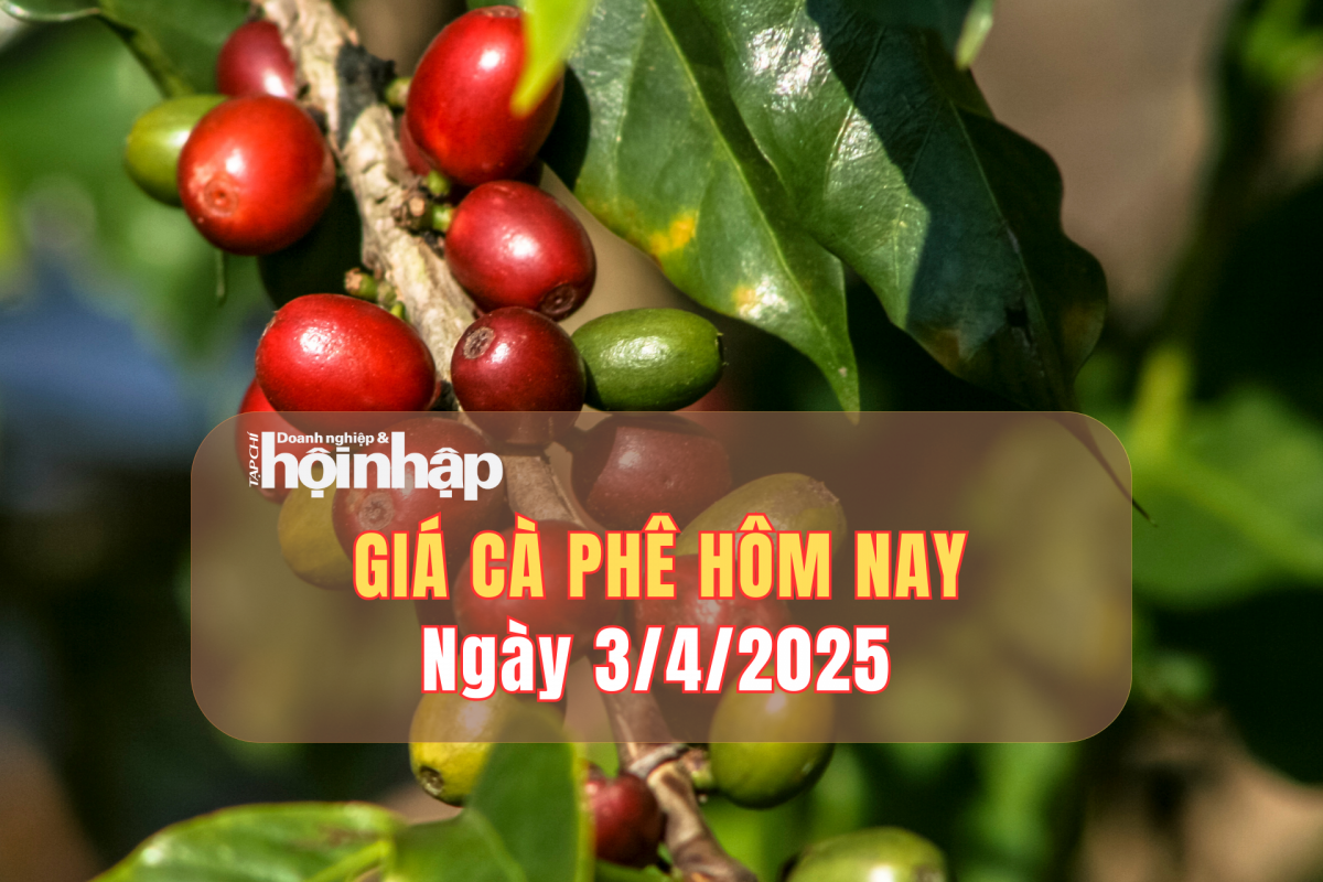 Giá cà phê hôm nay 3/4: Giá cà phê trong nước tăng từ 1.100 - 1.300 đồng/kg