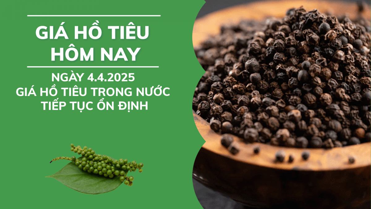 Giá hồ tiêu hôm nay 4/4: Giá tiêu trong nước tiếp tục ổn định