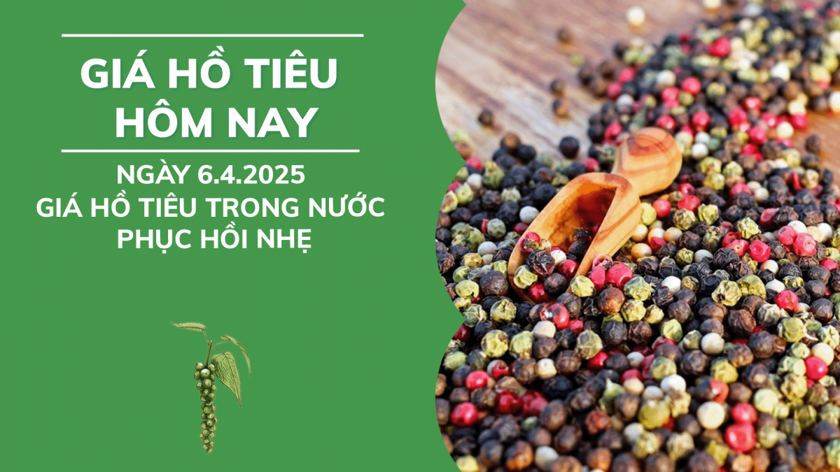 Giá hồ tiêu hôm nay 6/4: Giá tiêu trong nước phục hồi nhẹ