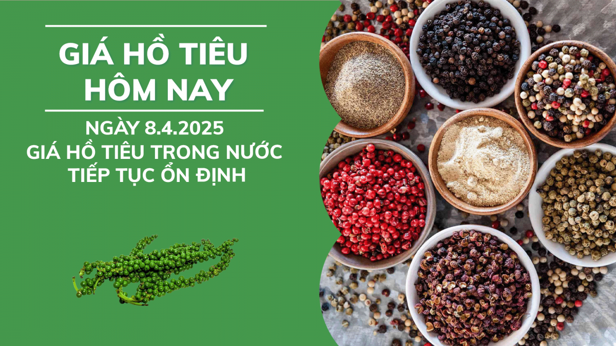 Giá hồ tiêu hôm nay 8/4: Giá tiêu trong nước tiếp tục ổn định