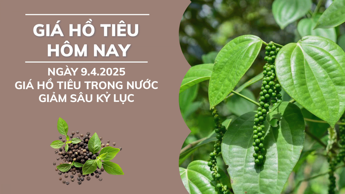 Giá hồ tiêu hôm nay 9/4: Giá tiêu trong nước giảm sâu kỷ lục