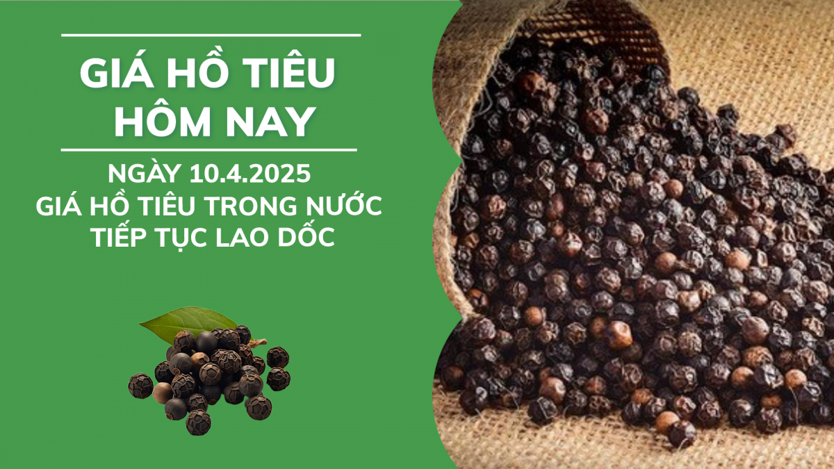 Giá hồ tiêu hôm nay 10/4: Giá tiêu trong nước tiếp tục lao dốc