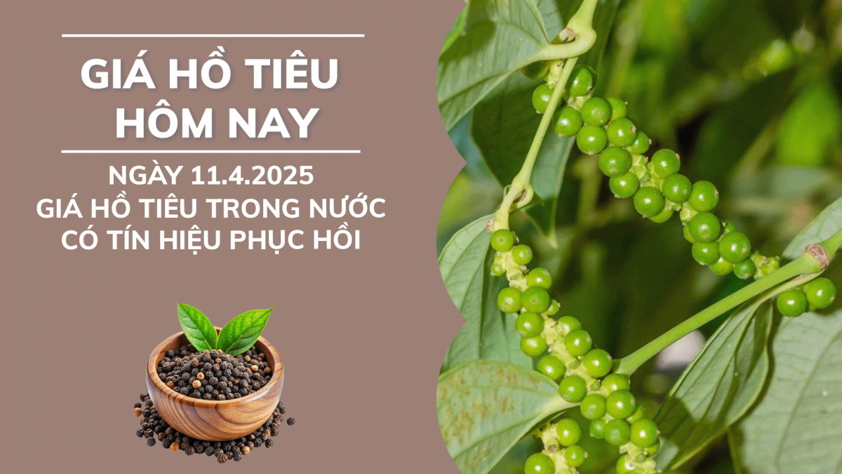 Giá hồ tiêu hôm nay 11/4: Giá tiêu trong nước có tín hiệu phục hồi
