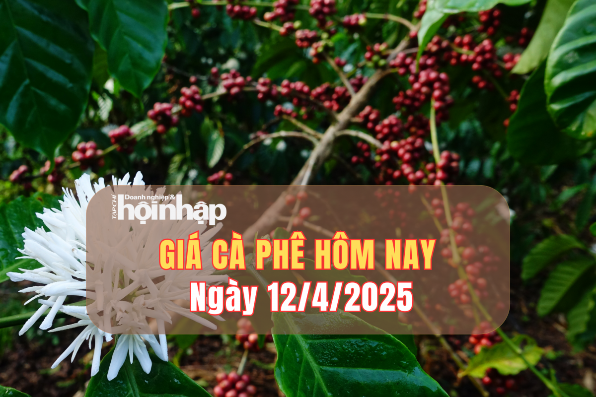 Giá cà phê hôm nay 12/4: Giá cà phê trong nước tăng mạnh 2.000 - 2.200 đồng/kg