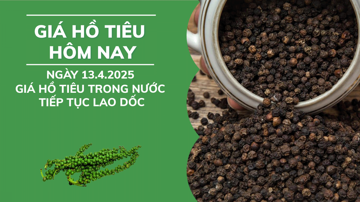 Giá hồ tiêu hôm nay 13/4: Giá tiêu trong nước tiếp đà tăng mạnh