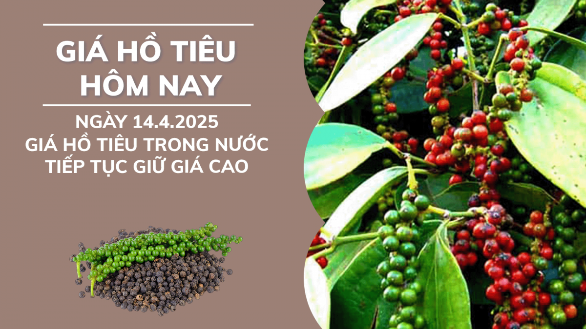Giá hồ tiêu hôm nay 14/4: Giá tiêu trong nước tiếp tục giữ giá cao