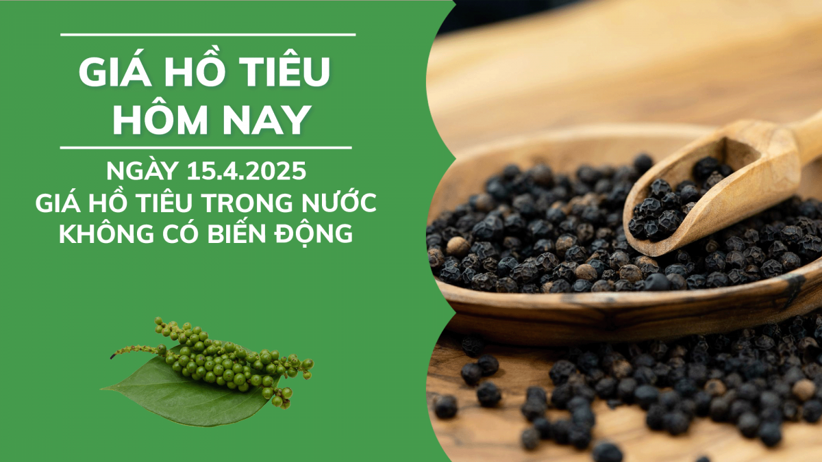 Giá hồ tiêu hôm nay 15/4: Giá tiêu trong nước không có biến động