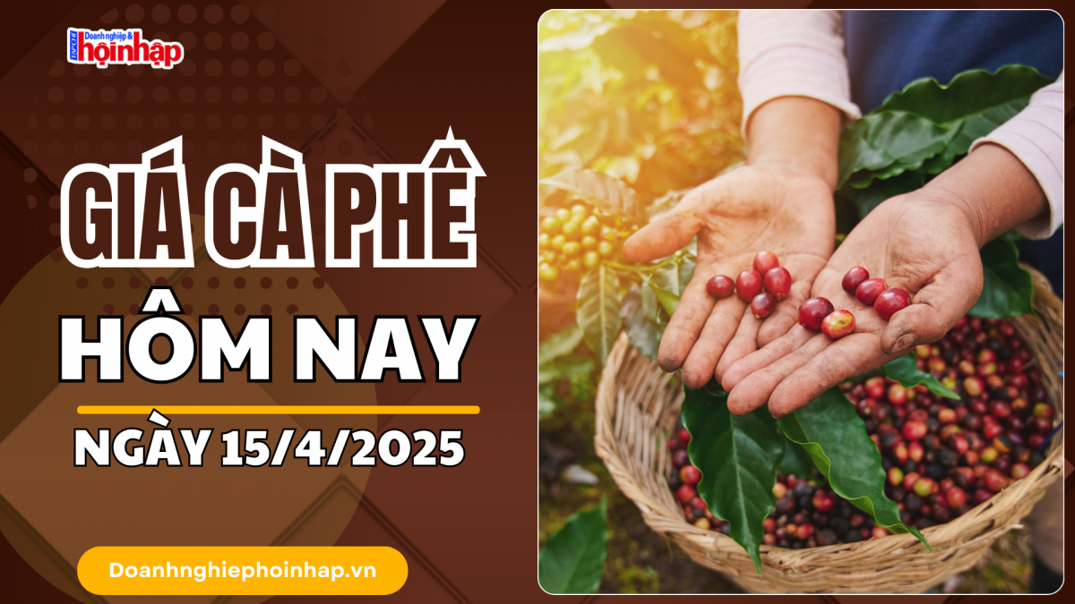 Giá cà phê hôm nay 15/4: Giá cà phê trong nước tăng 200 - 600 đồng/kg