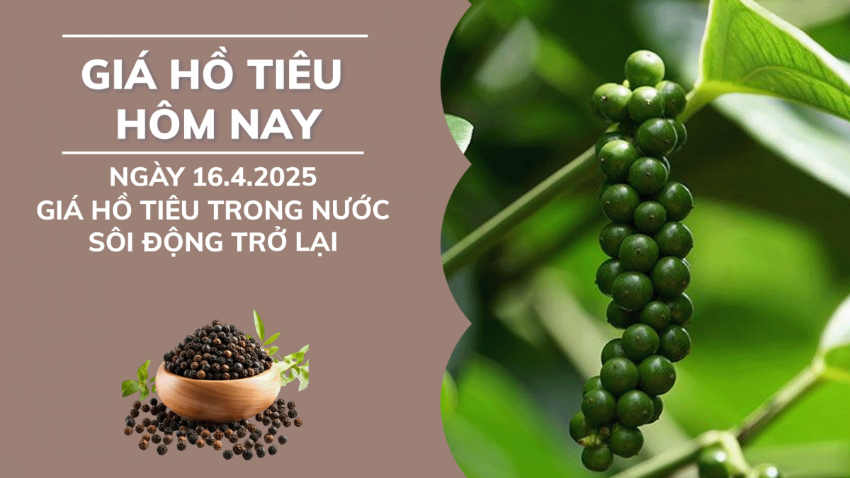 Giá hồ tiêu hôm nay 16/4: Giá tiêu trong nước sôi động trở lại