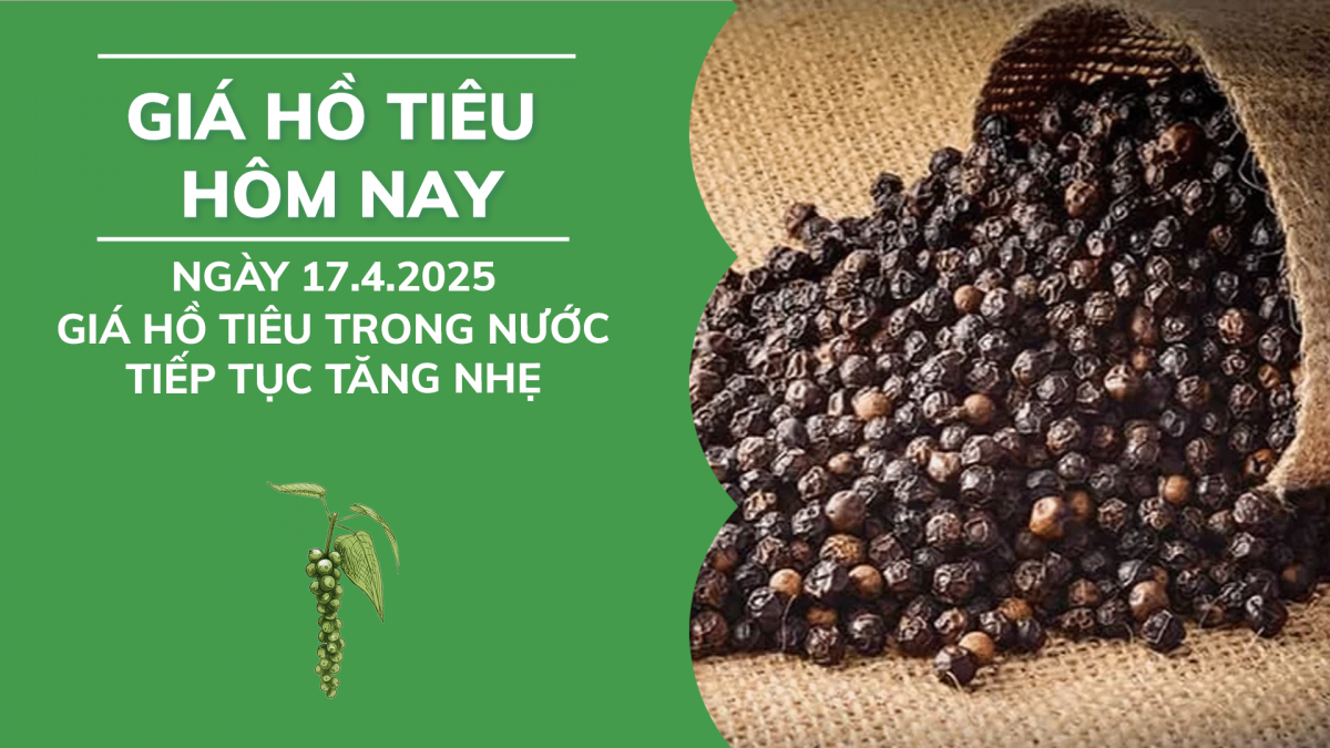 Giá hồ tiêu hôm nay 17/4: Giá tiêu trong nước tiếp tục tăng nhẹ