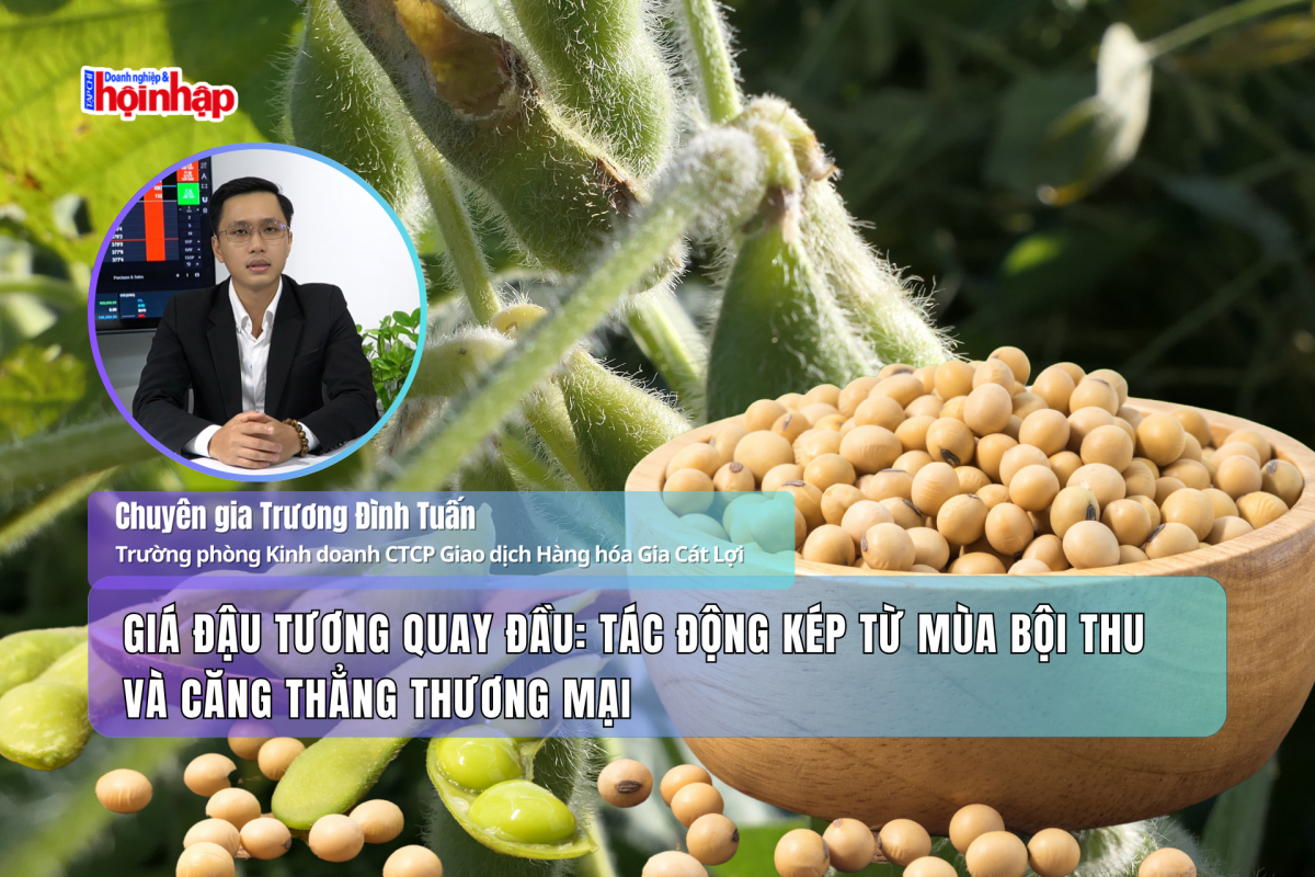 Giá đậu tương quay đầu: Tác động kép từ mùa bội thu và căng thẳng thương mại