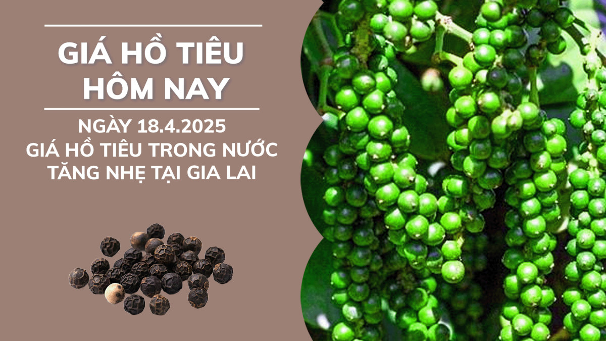 Giá hồ tiêu hôm nay 18/4: Giá tiêu trong nước tăng nhẹ tại Gia Lai