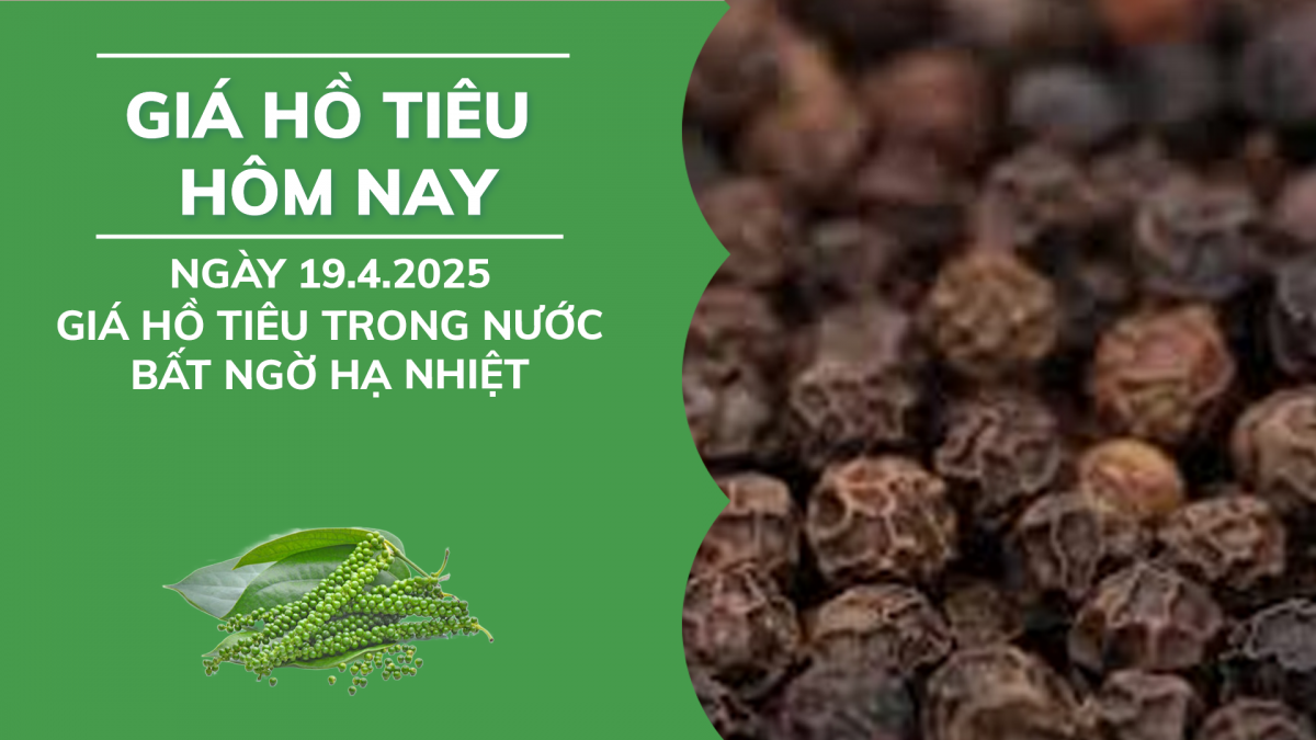 Giá hồ tiêu hôm nay 19/4: Giá tiêu trong nước bất ngờ hạ nhiệt