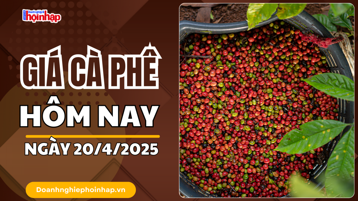 Giá cà phê hôm nay 20/4: Giá cà phê trong nước dao động từ 129.000 - 129.700 đồng/kg