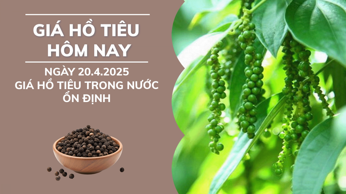 Giá hồ tiêu hôm nay 20/4: Thị trường trong nước ổn định