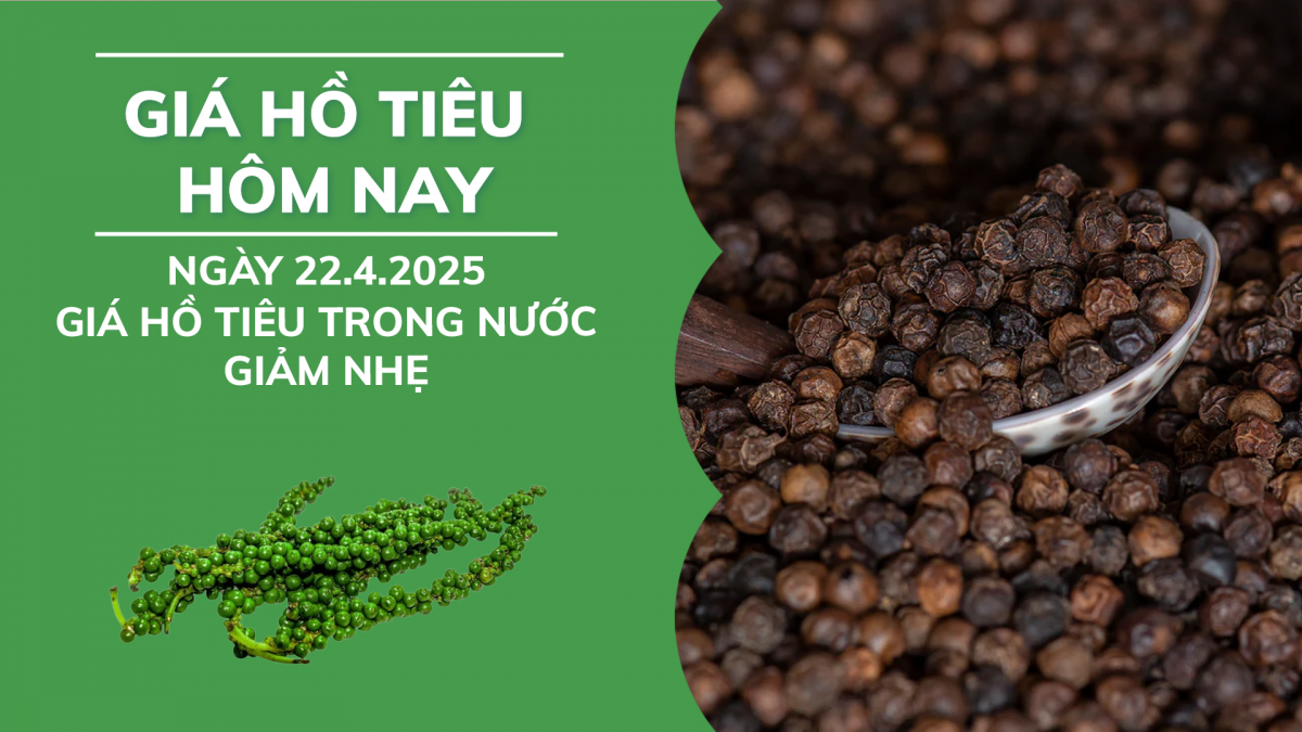 Giá tiêu hôm nay 22/4: Giá tiêu trong nước giảm nhẹ