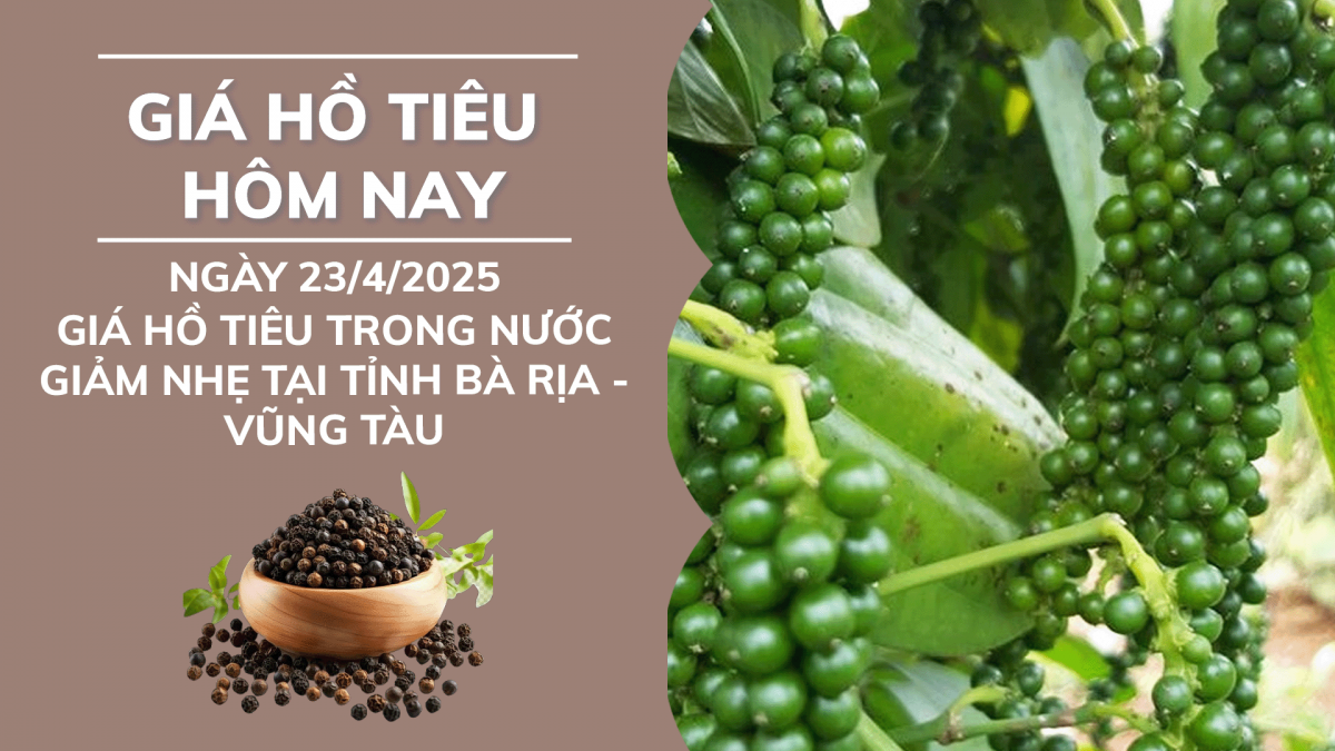 Giá tiêu hôm nay 23/4: Giá tiêu trong nước giảm nhẹ tại tỉnh Bà Rịa - Vũng Tàu
