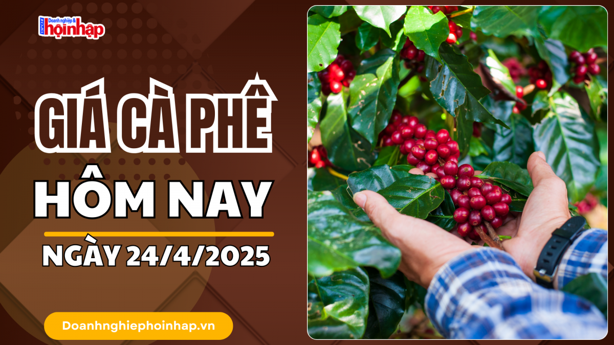 Giá cà phê hôm nay 24/4: Giá cà phê trong nước giảm 100 đồng/kg