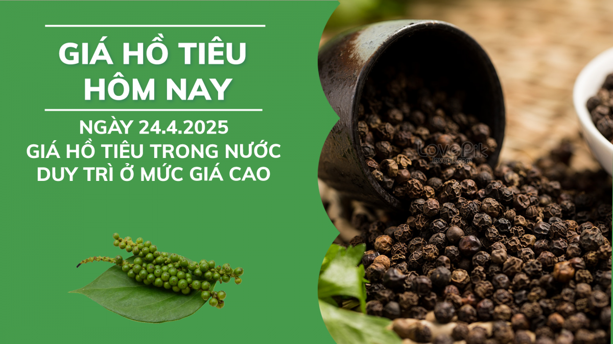 Giá tiêu hôm nay 24/4: Giá tiêu trong nước duy trì ở mức giá cao