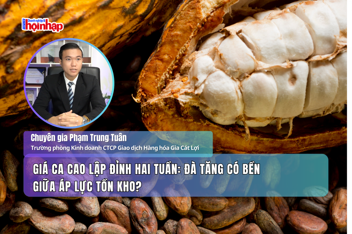 Giá ca cao lập đỉnh hai tuần: Đà tăng có bền giữa áp lực tồn kho?