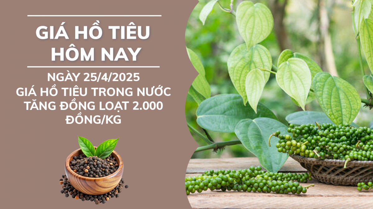 Giá tiêu hôm nay 25/4: Giá tiêu trong nước tăng đồng loạt 2.000 đồng/kg