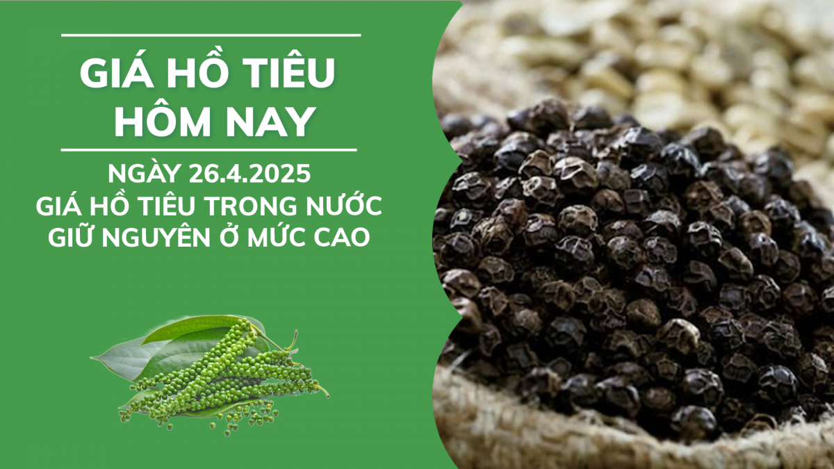 Giá tiêu hôm nay 26/4: Giá tiêu trong nước giữ nguyên ở mức cao
