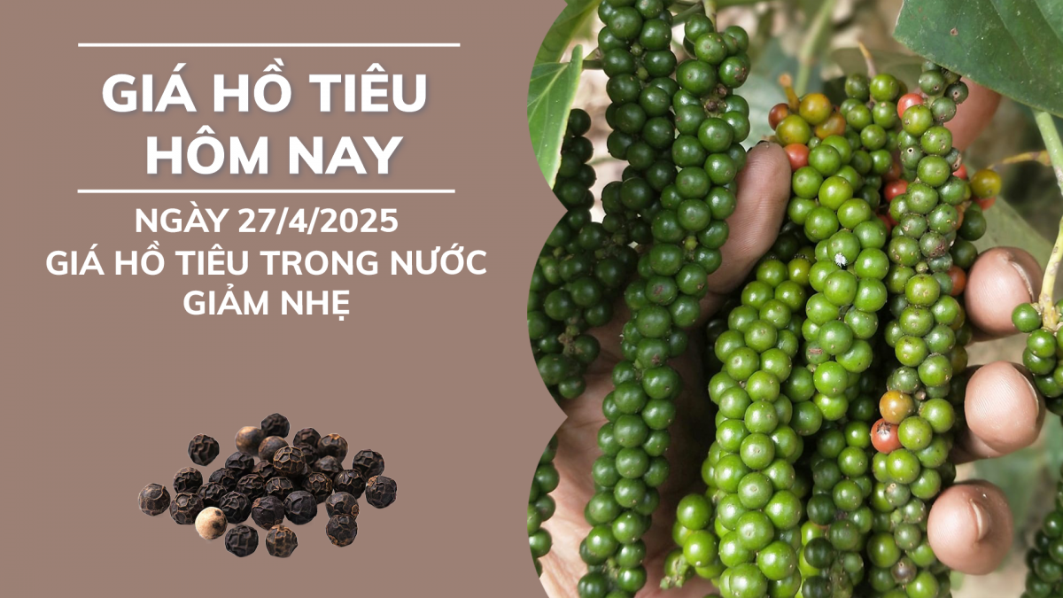 Giá tiêu hôm nay 27/4: Giá tiêu trong nước giảm nhẹ