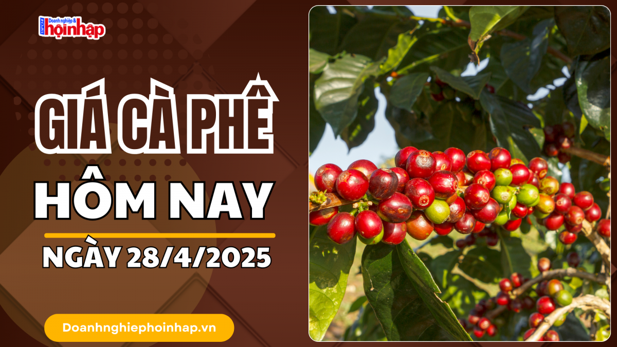 Giá cà phê hôm nay 28/4: Cà phê trong nước dao động từ 130.000 - 130.700 đồng/kg.