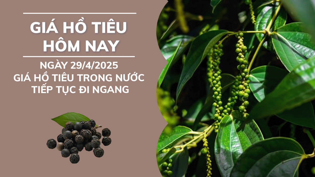 Giá tiêu hôm nay 29/4: Giá tiêu trong nước tiếp tục đi ngang