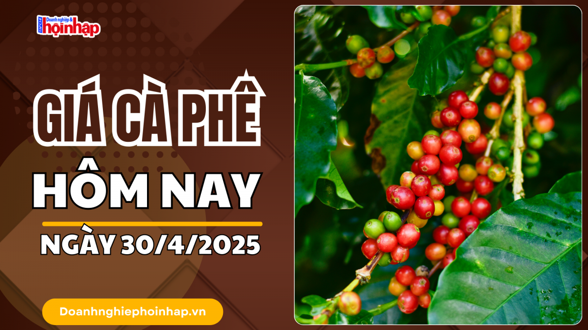 Giá cà phê hôm nay 30/4: Giá cà phê trong nước tăng từ 100 - 200 đồng/kg